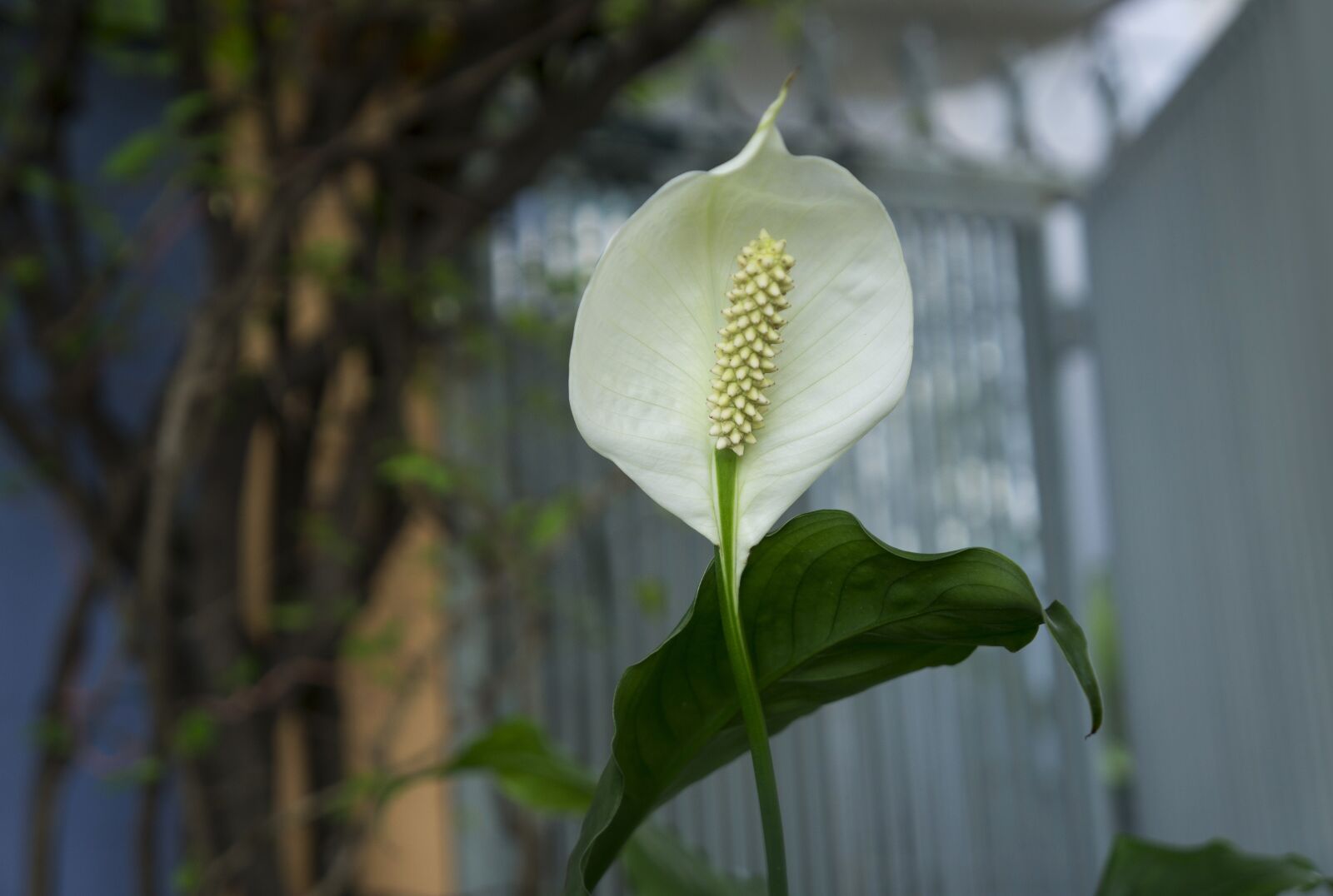 Sony Alpha NEX-F3 + Sony E 18-55mm F3.5-5.6 OSS sample photo. Orchids italian, white, plant photography