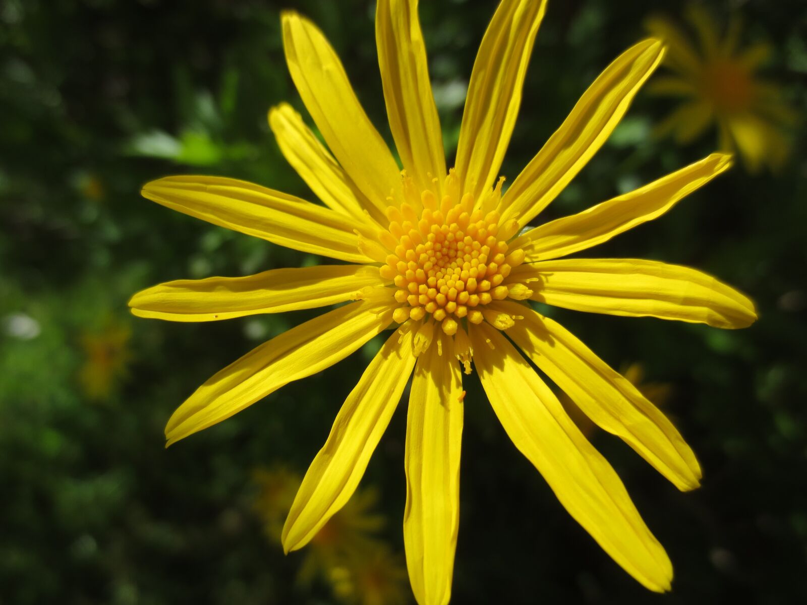 Canon IXUS 240 HS sample photo. Yellow, daisy, flower photography
