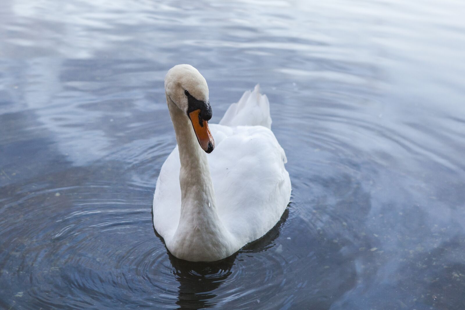 Canon EOS 5D Mark II sample photo. United kingdom, scotland, animal photography