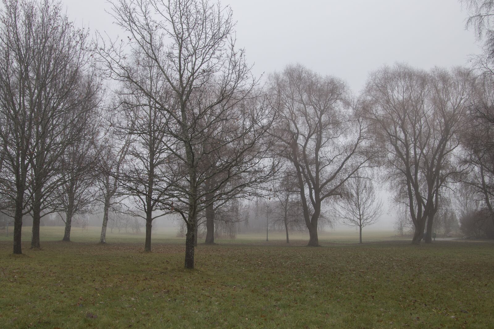 Canon EOS 70D + Canon EF 24-105mm F4L IS USM sample photo. Fog, mist, morning photography