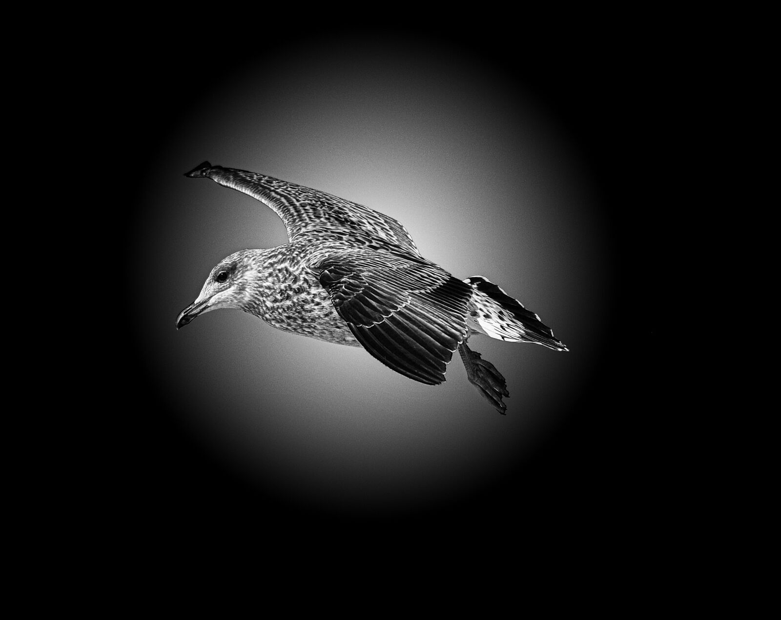 Nikon D3000 sample photo. Seagull, black, white photography