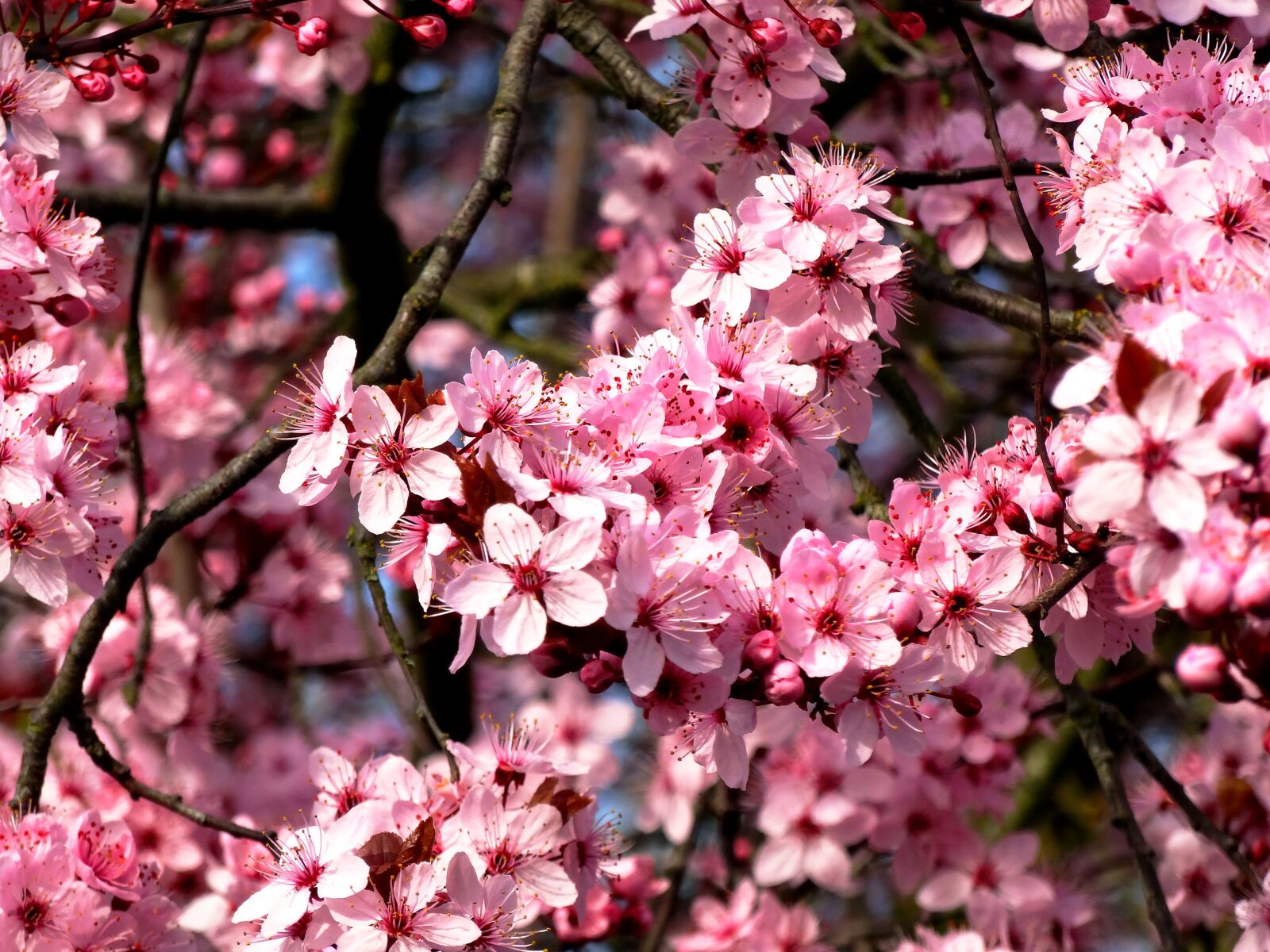 Sony Cyber-shot DSC-HX20V sample photo. Almond tree, mandelbaeumchen, flowers photography