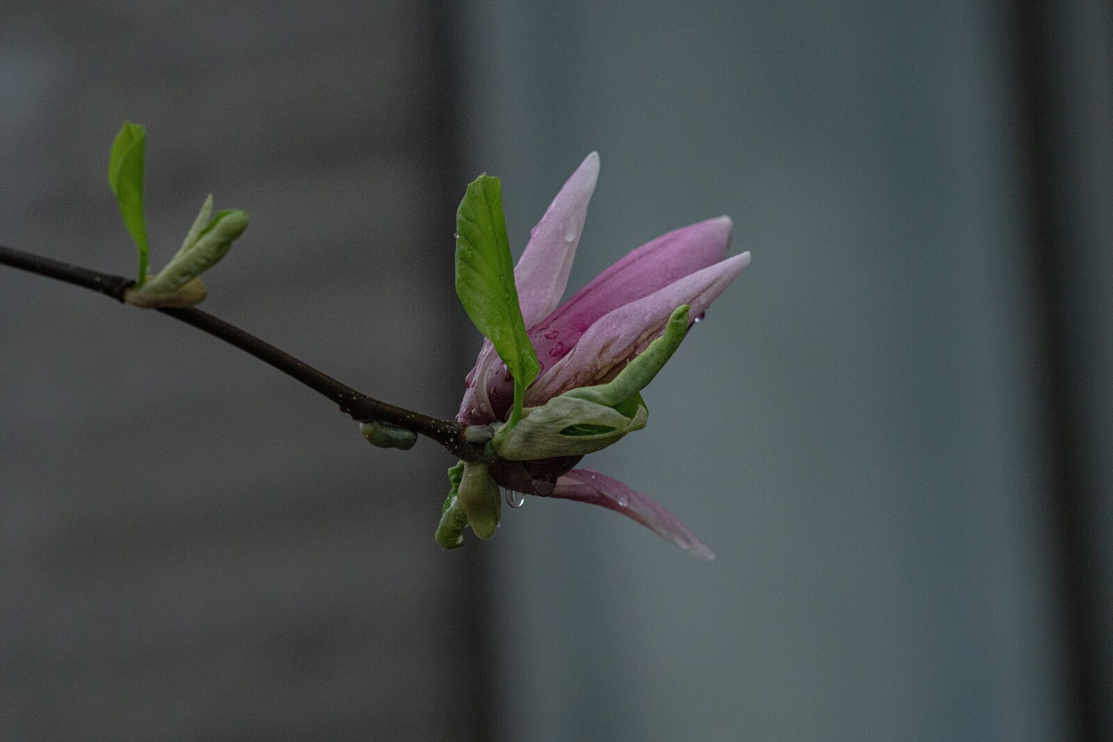 Sony a99 II sample photo. Magnolia, flower, spring photography