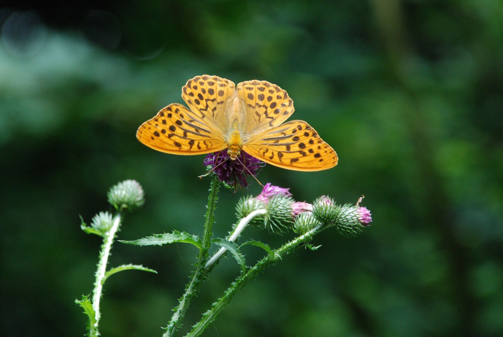 Nikon D80 sample photo. Butterfly, nature, insect photography