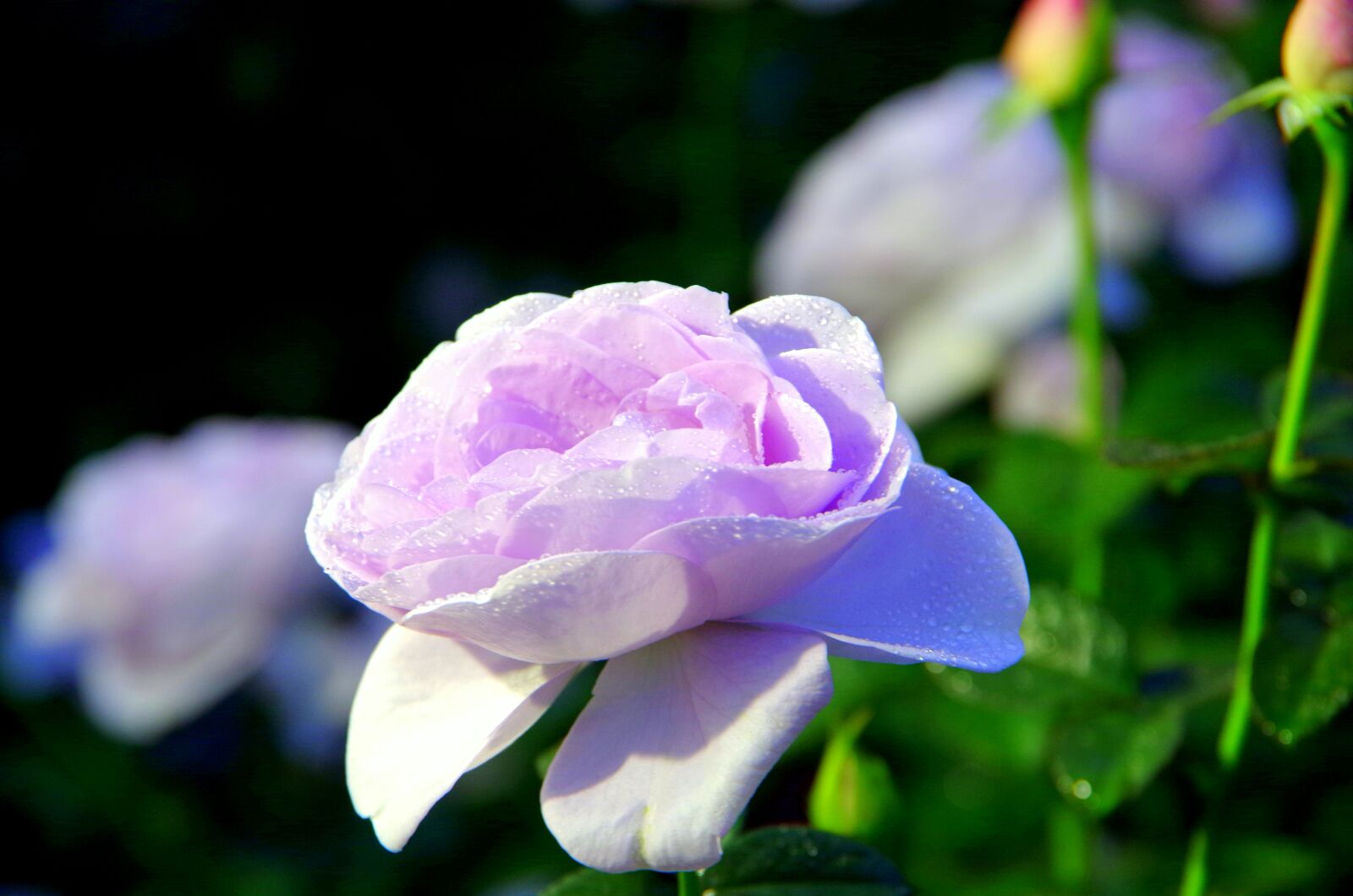 Pentax K-30 sample photo. Rose, light, garden photography