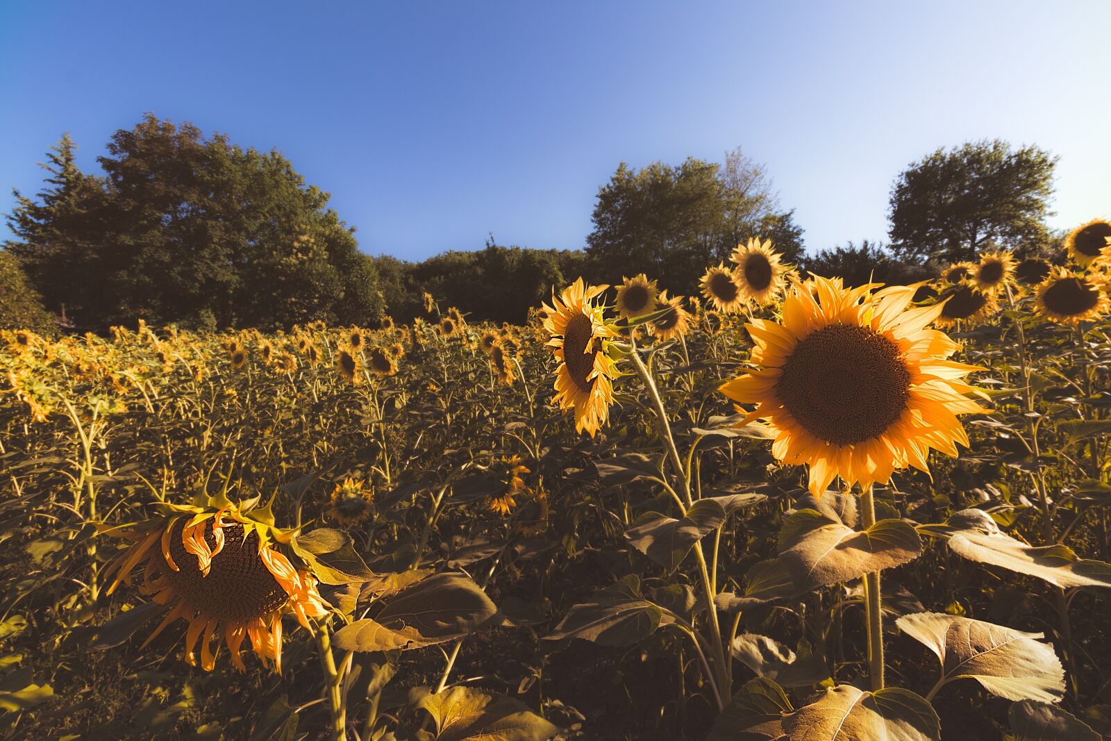 Canon EOS 1300D (EOS Rebel T6 / EOS Kiss X80) sample photo. Sunflower, field, summer photography
