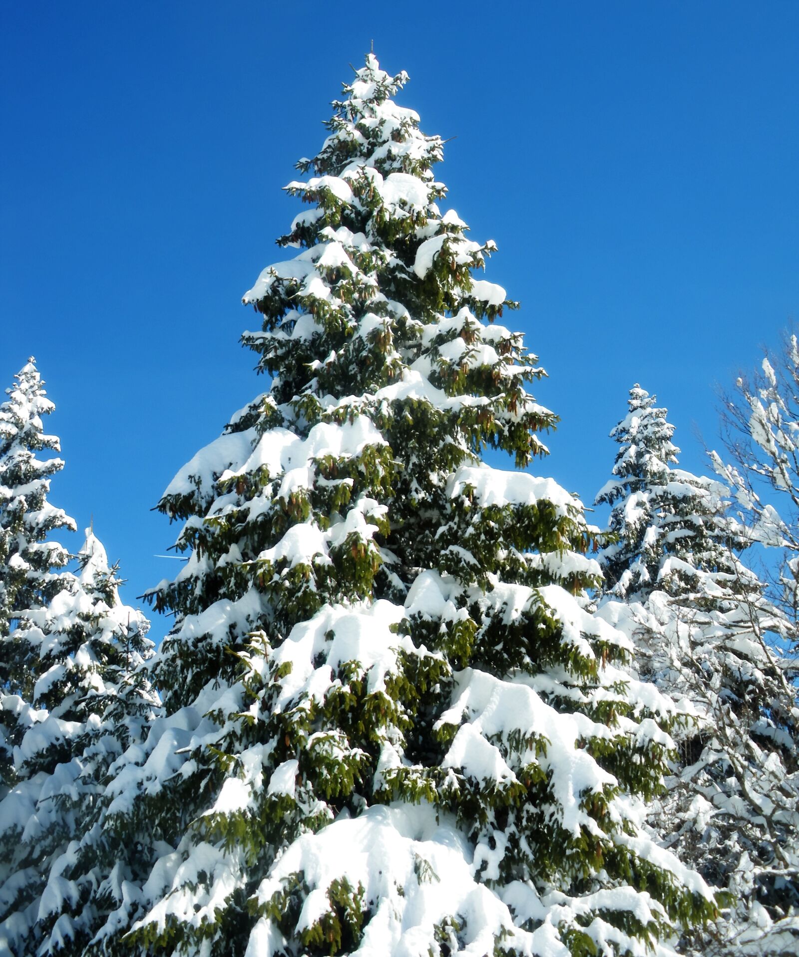 Pentax Optio M60 sample photo. Fir, snow, winter photography