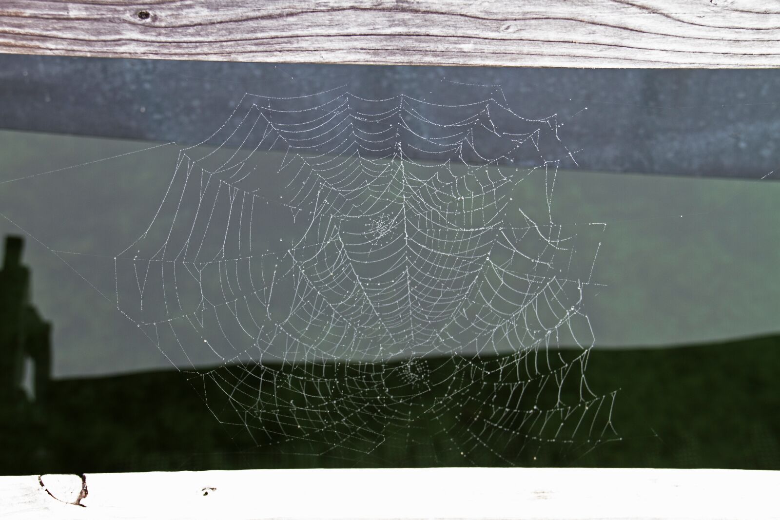 Canon EOS 7D sample photo. Cobweb, web, autumn photography