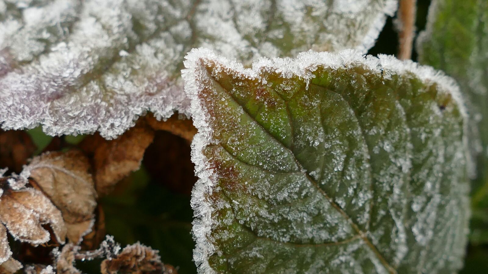 Panasonic Lumix DMC-FZ1000 sample photo. Leaf, hoarfrost, crystals photography