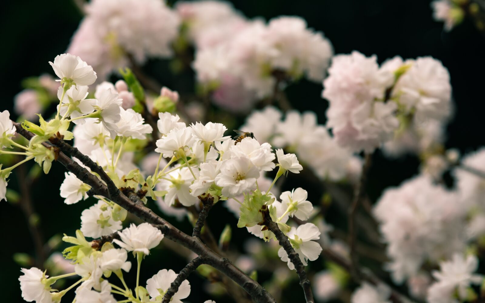 Nikon D7100 sample photo. Sakura, spring, bee photography