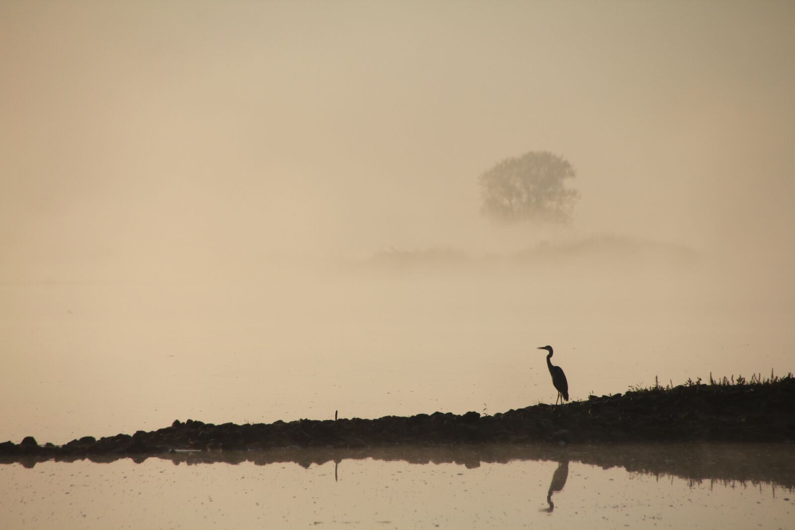Canon EOS 60D sample photo. Heron, oderbruch, bird photography