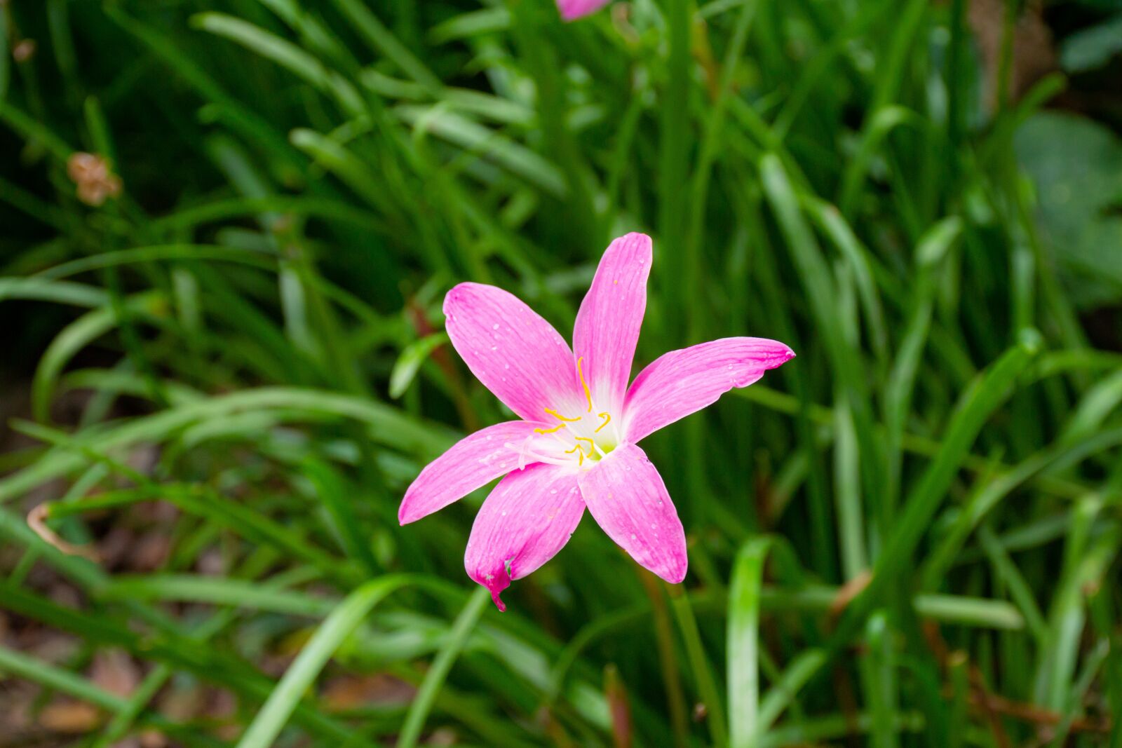 Nikon D3100 sample photo. Macro, sunlight, flower garden photography