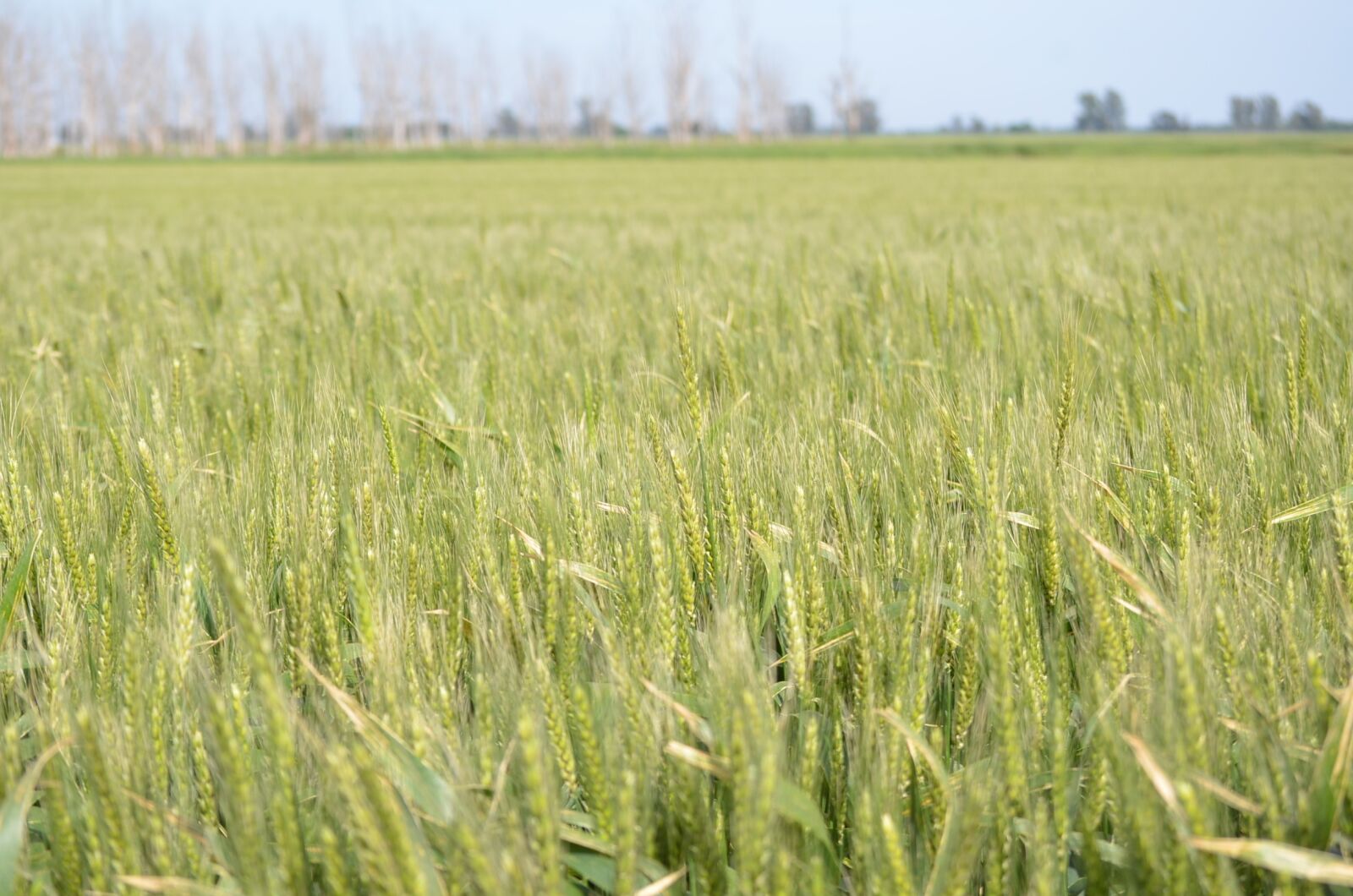 Nikon D7000 sample photo. Wheat, field, green photography