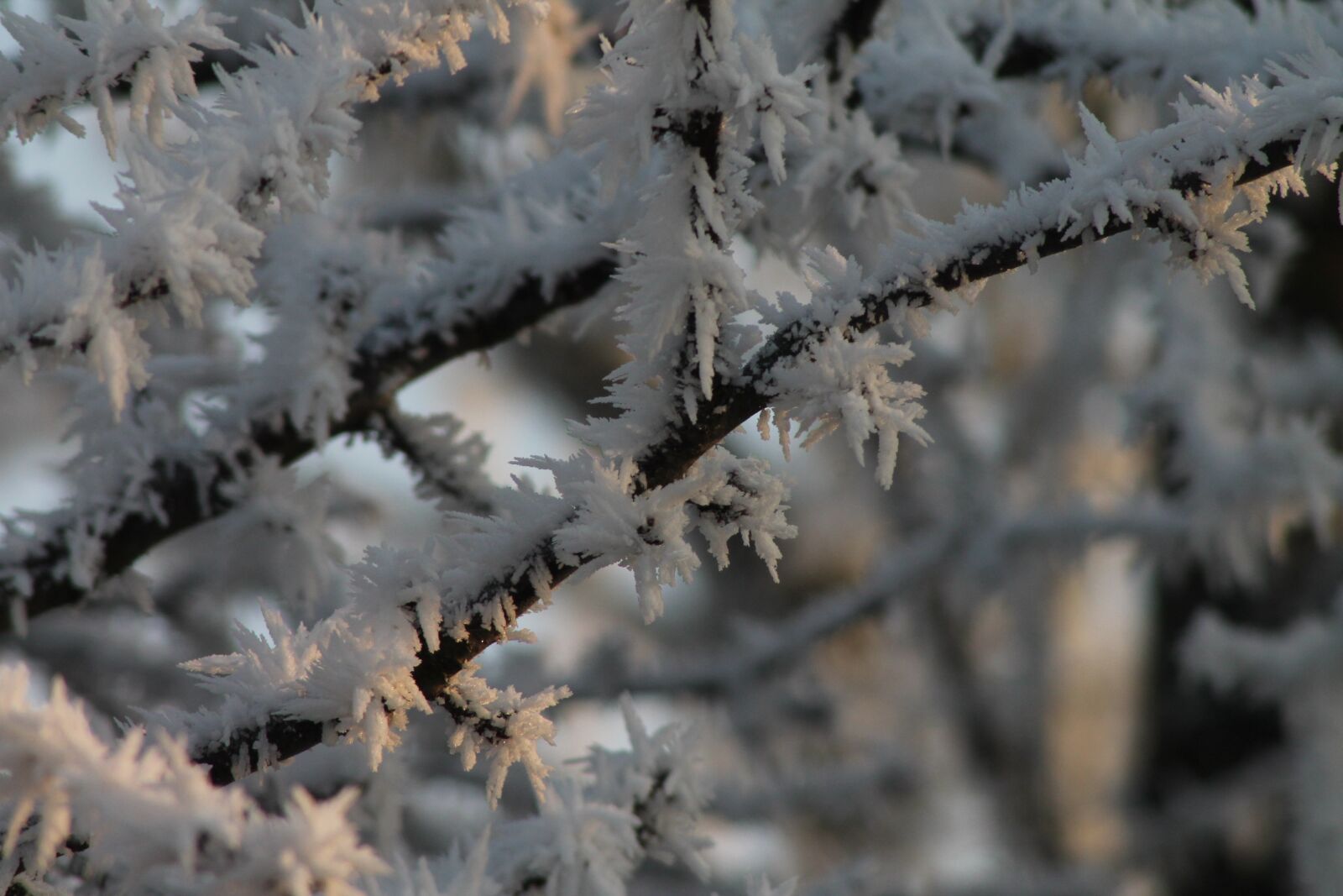 Canon EOS 1100D (EOS Rebel T3 / EOS Kiss X50) sample photo. Iced, aesthetic, hoarfrost photography