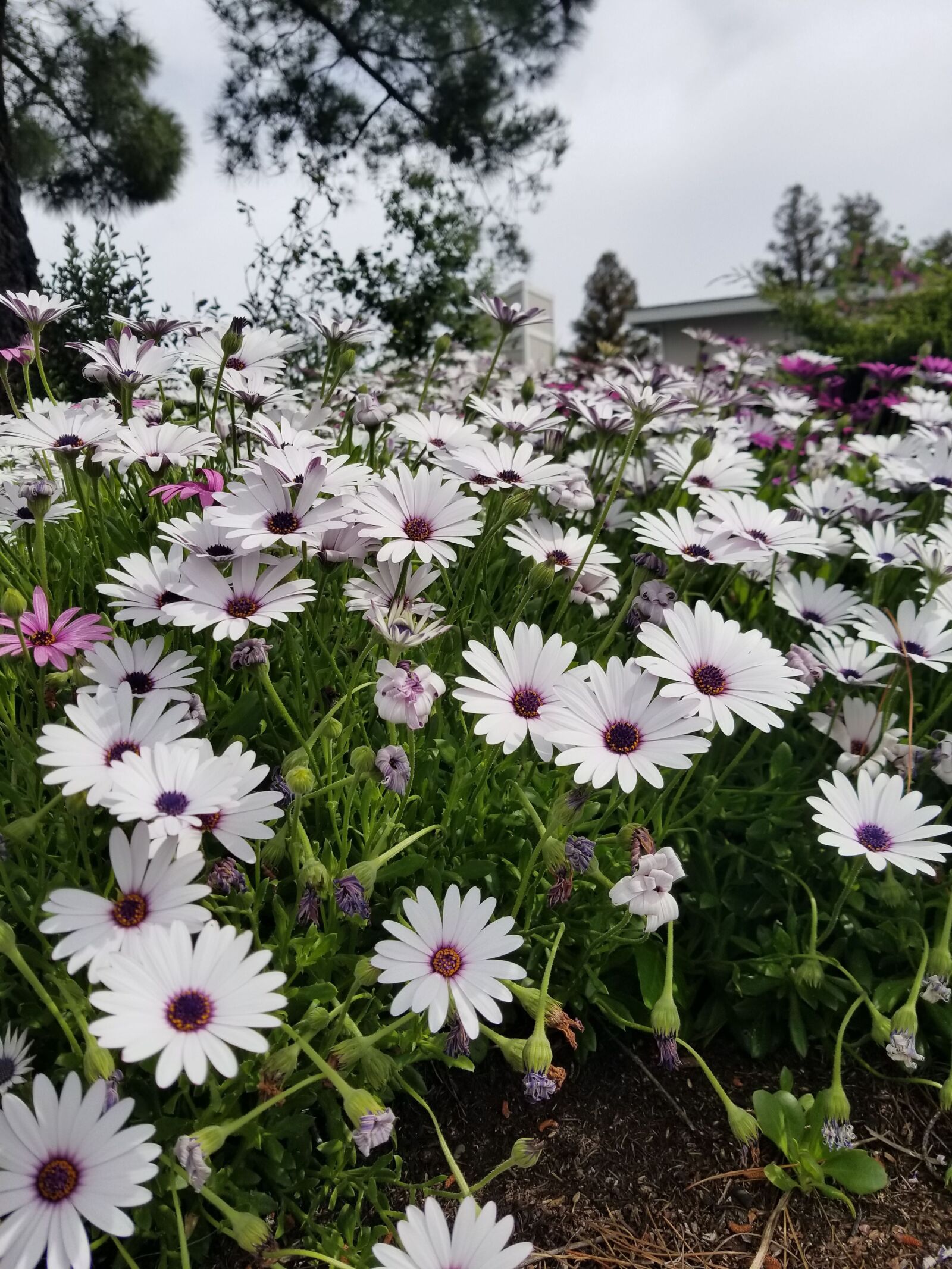 Samsung Galaxy S8 sample photo. Whitemargarita, gray sky, flowers photography