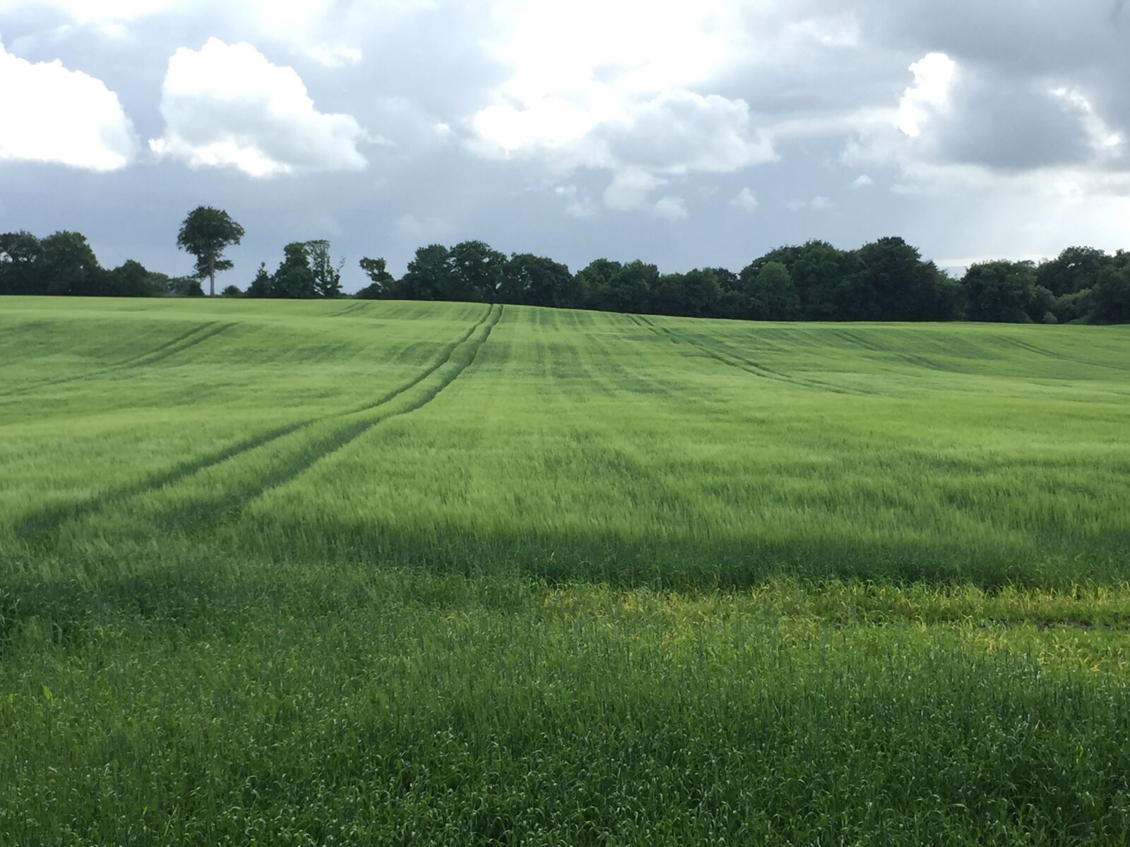 Apple iPhone 6 sample photo. A, field, in, ireland photography