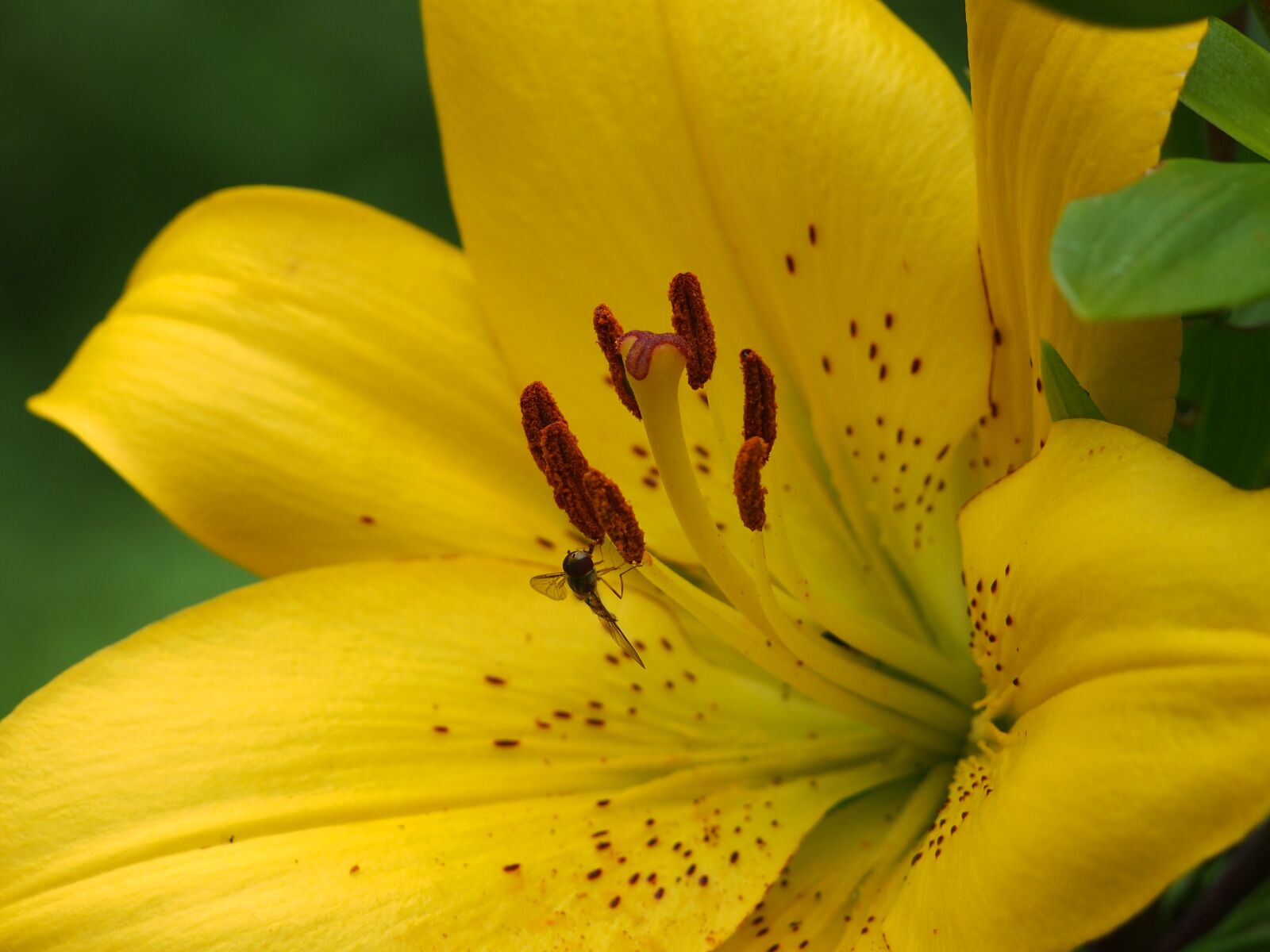 Olympus PEN E-PL3 sample photo. Lily, yellow, blossom photography