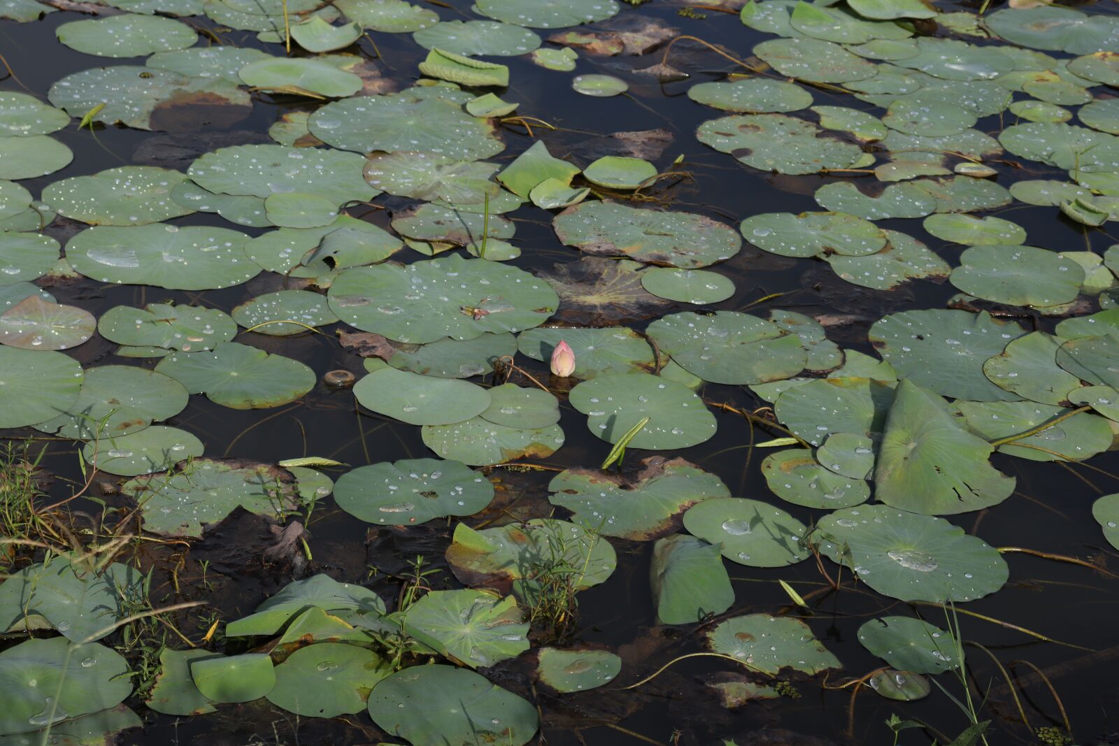 Canon EOS 250D (EOS Rebel SL3 / EOS Kiss X10 / EOS 200D II) sample photo. Water, leaf, nature photography