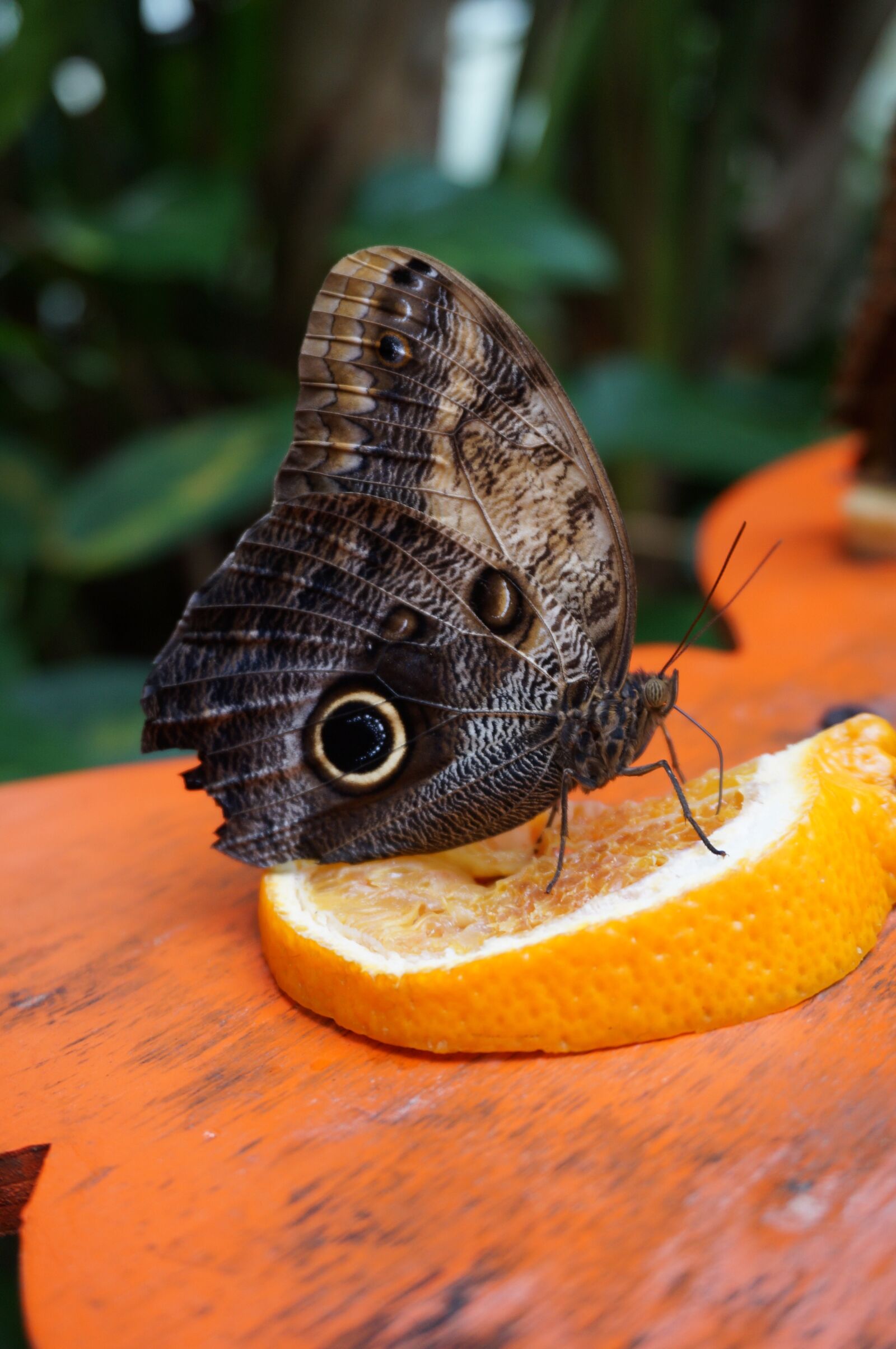 Sony Alpha NEX-3N + Sony E 16-50mm F3.5-5.6 PZ OSS sample photo. Butterfly, nature, insect photography