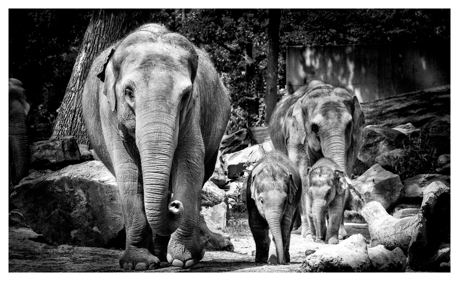 Tamron SP 150-600mm F5-6.3 Di VC USD sample photo. Elephant, zoo, africa photography