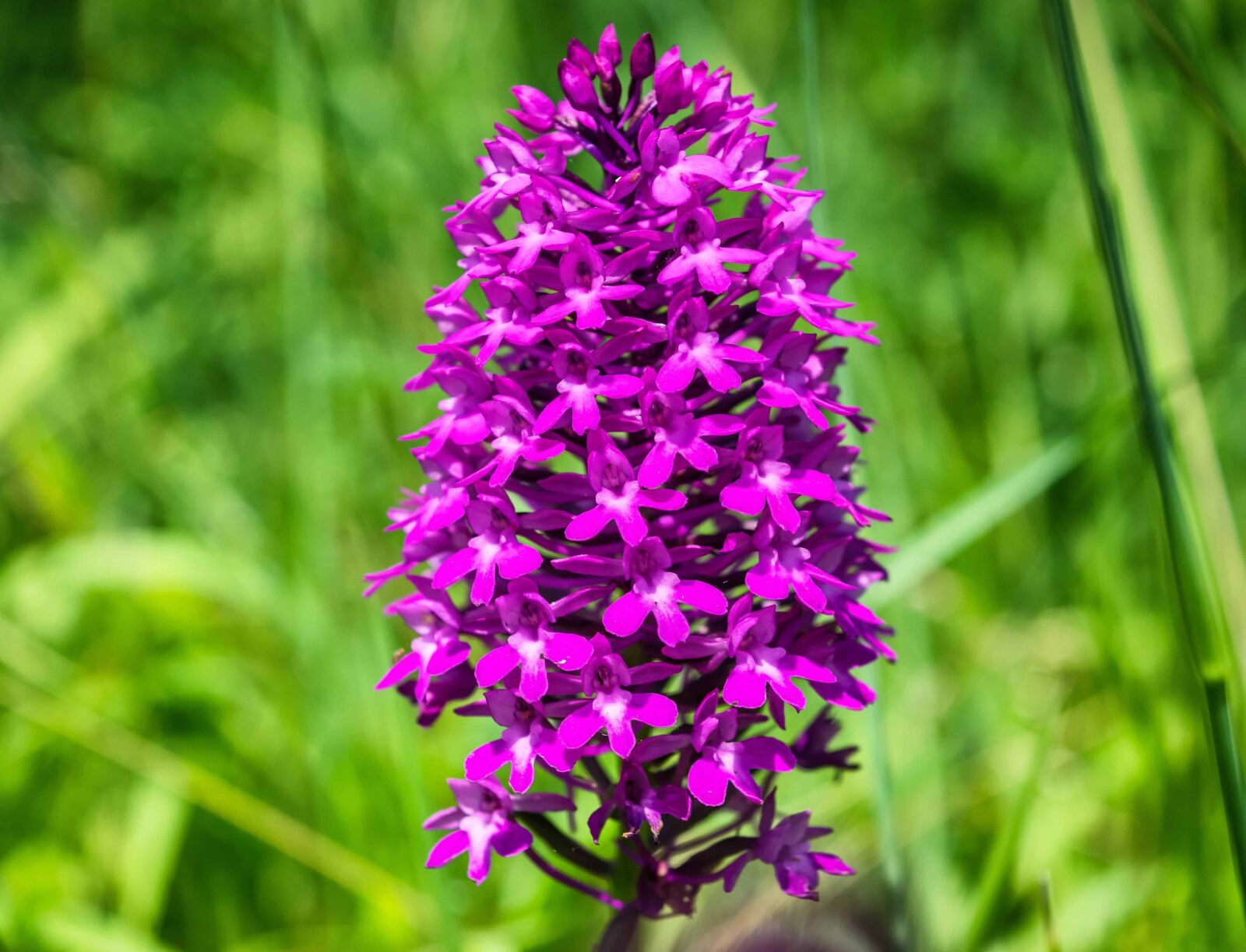Nikon D3300 sample photo. Wildflower, nature, flora, ecologyc photography