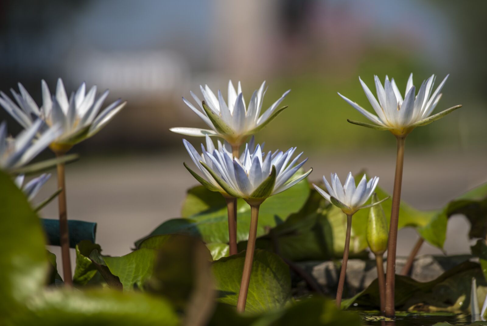 Nikon D40X sample photo. Blue lotus, flowering, plant photography