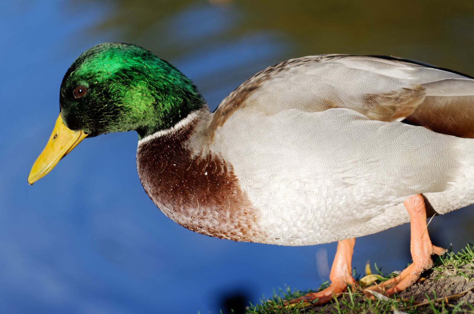 Nikon D5100 sample photo. Bird, duck, male photography