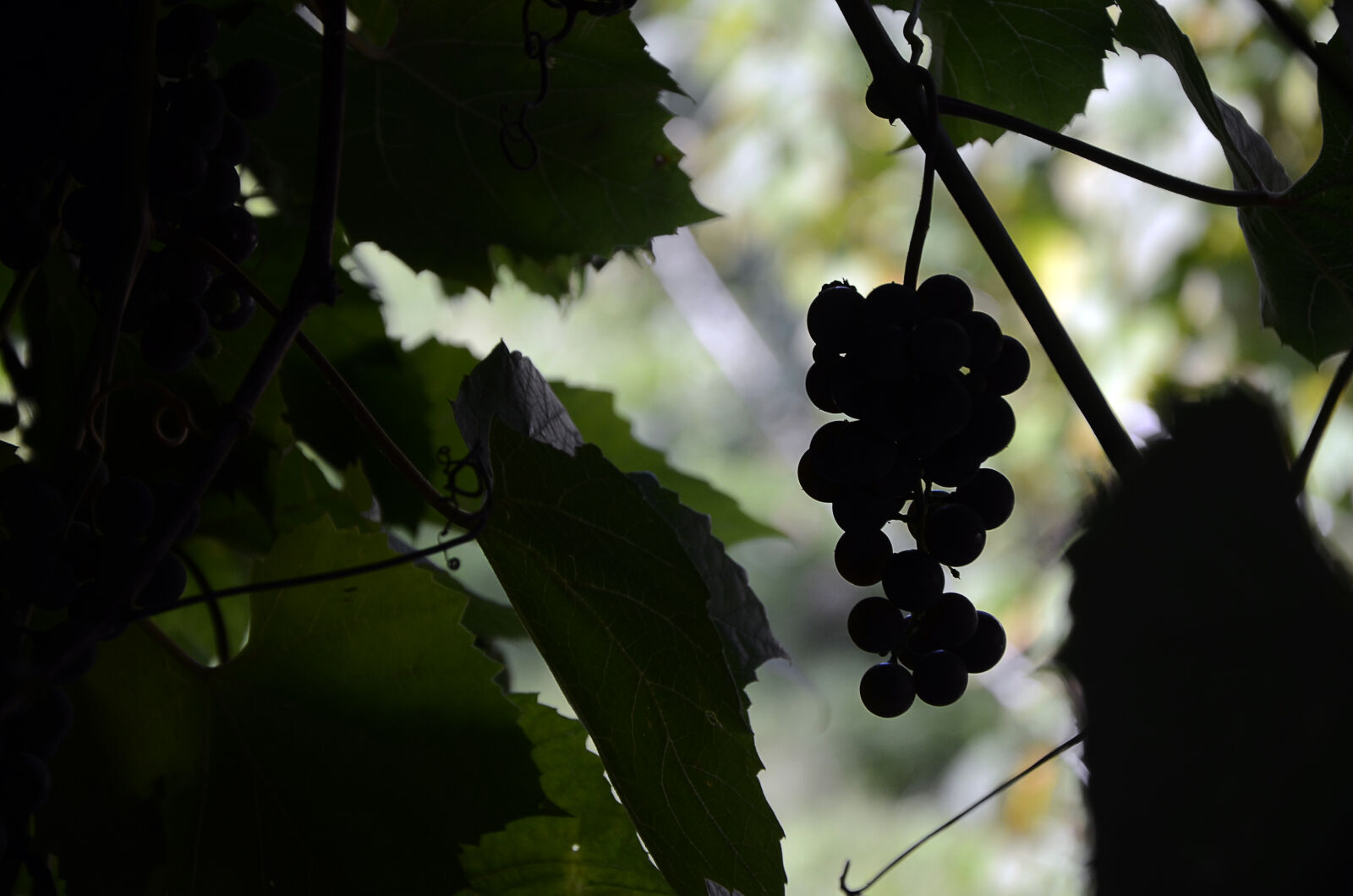 Nikon D5100 sample photo. Samsonov photography