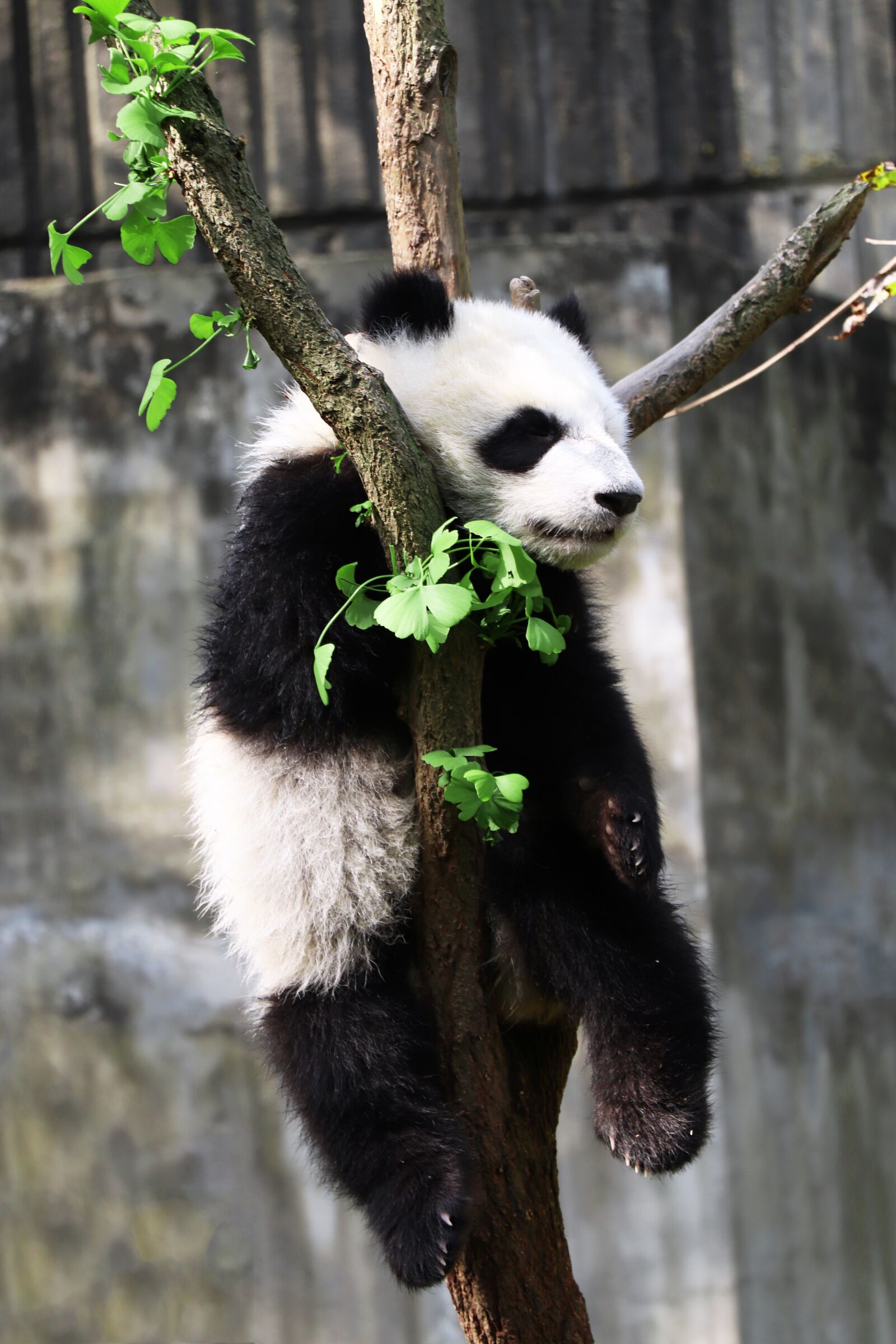 Canon EOS 77D (EOS 9000D / EOS 770D) sample photo. Panda, mammal, zoo photography