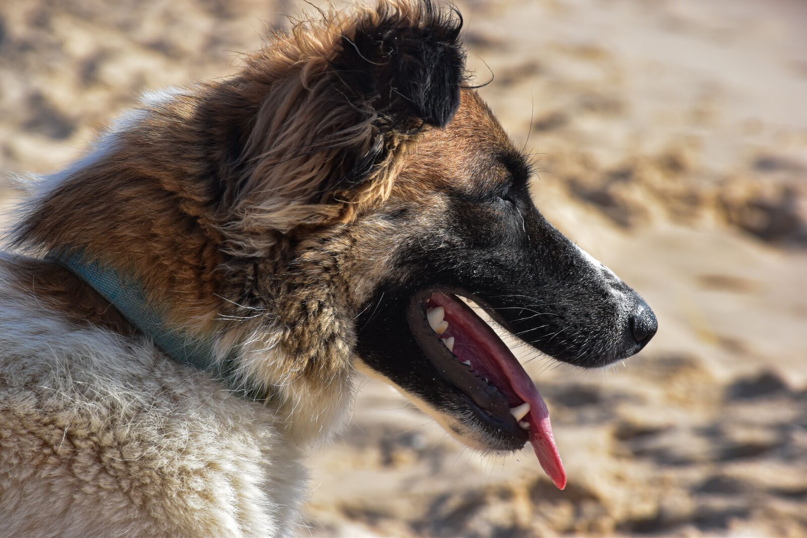 Nikon D5600 sample photo. Dog, hot, beach photography