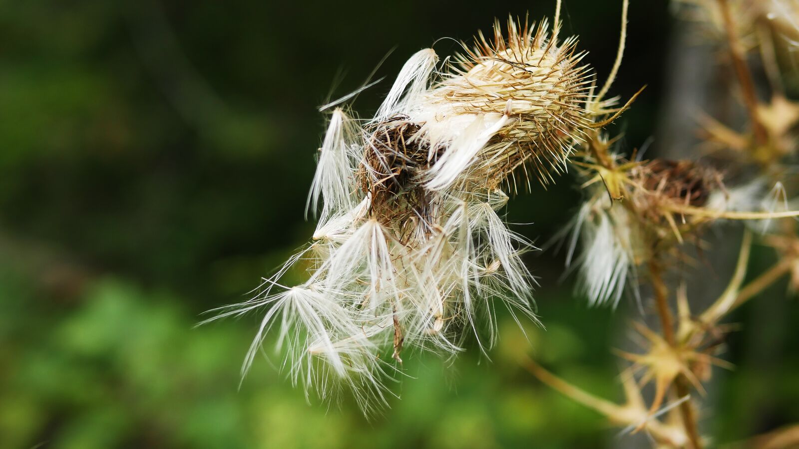 Panasonic Lumix DMC-GH4 sample photo. Nature, flora, outdoors photography