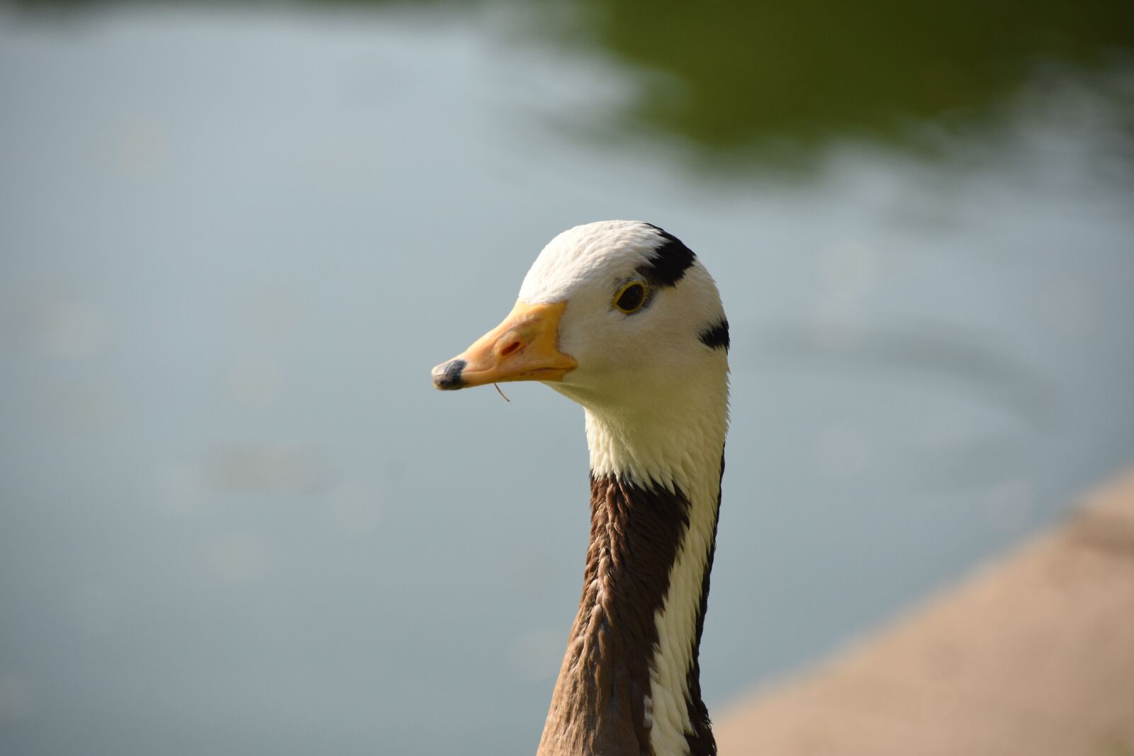 Nikon D7200 sample photo. Animal, waterfowl, goose photography
