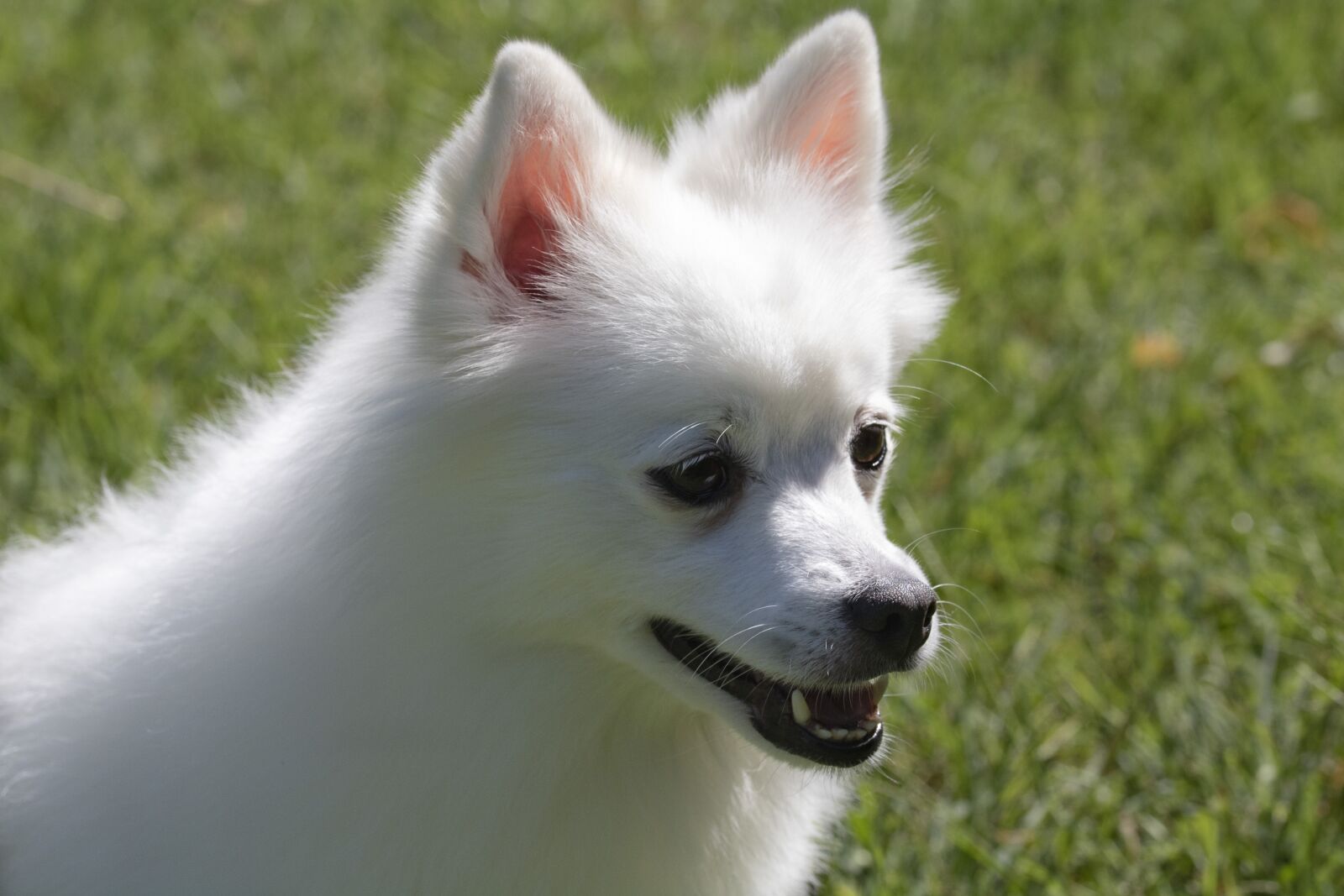 Canon EOS 750D (EOS Rebel T6i / EOS Kiss X8i) sample photo. Spitz, pets, dog photography