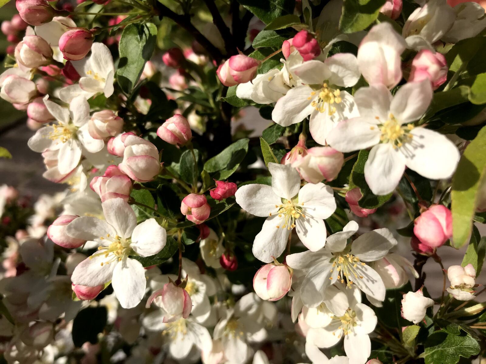 Apple iPhone 7 sample photo. Apple blossom, spring, tree photography