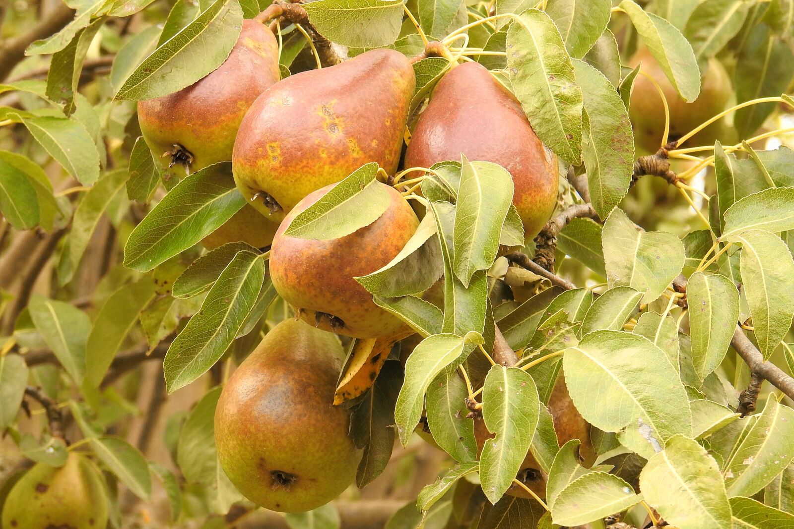 Nikon Coolpix P900 sample photo. Pears, pear, branch photography