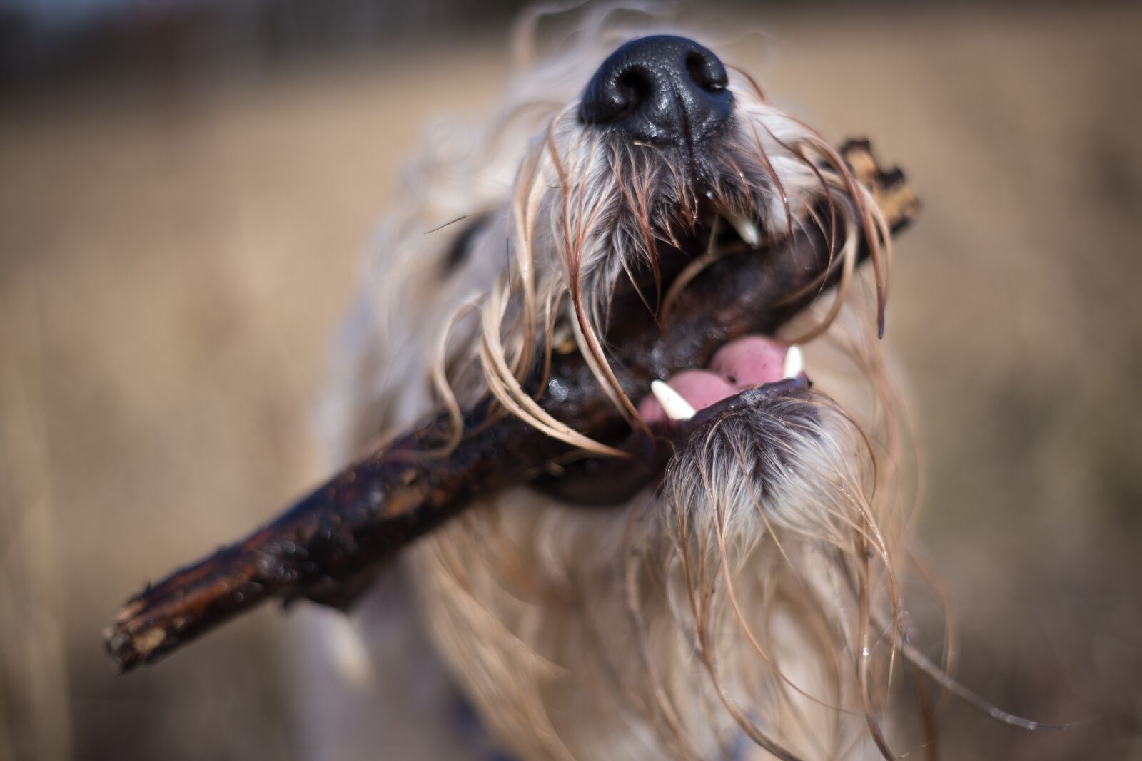 Canon EOS 6D sample photo. Animal, dog, claws photography