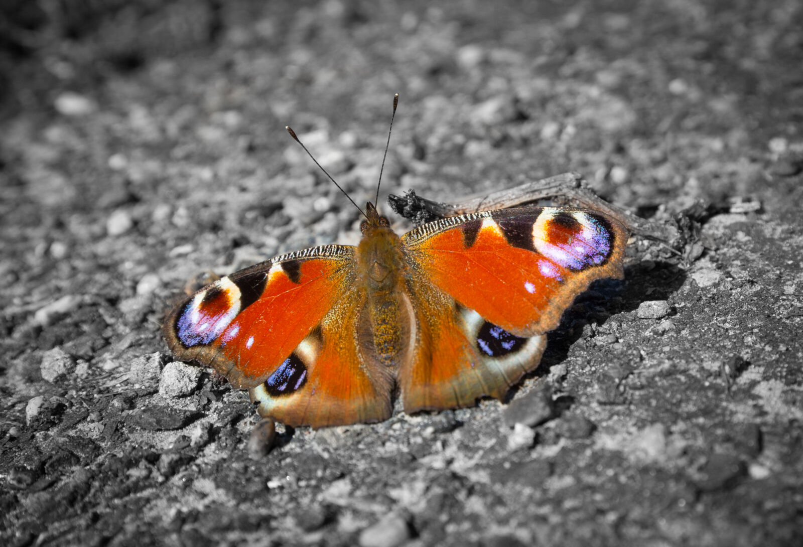 Nikon AF-S Nikkor 18-35mm F3.5-4.5G ED sample photo. Animal, bug, butterfly, eyes photography