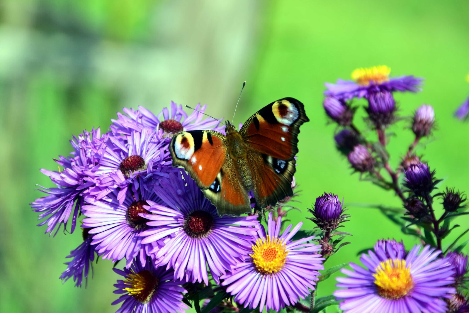 Nikon D3300 sample photo. Insect, summer, flower, butterfly photography