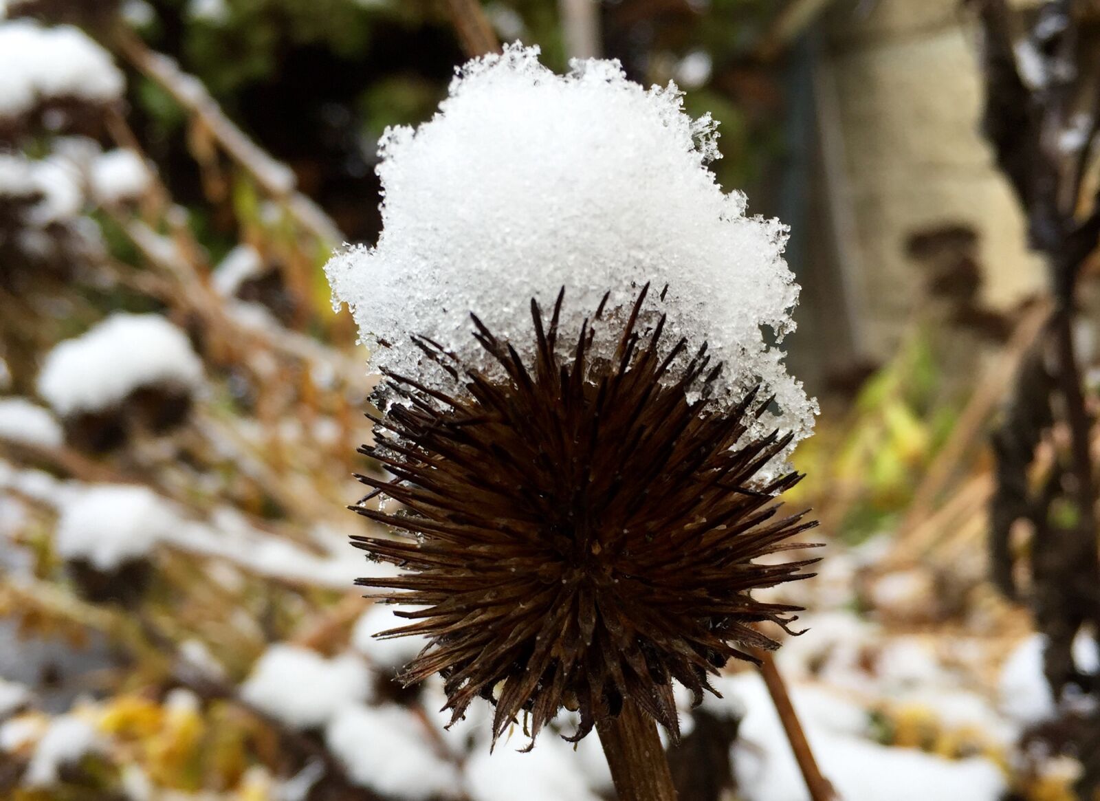 Apple iPhone 6 sample photo. Winter, nature, cold photography