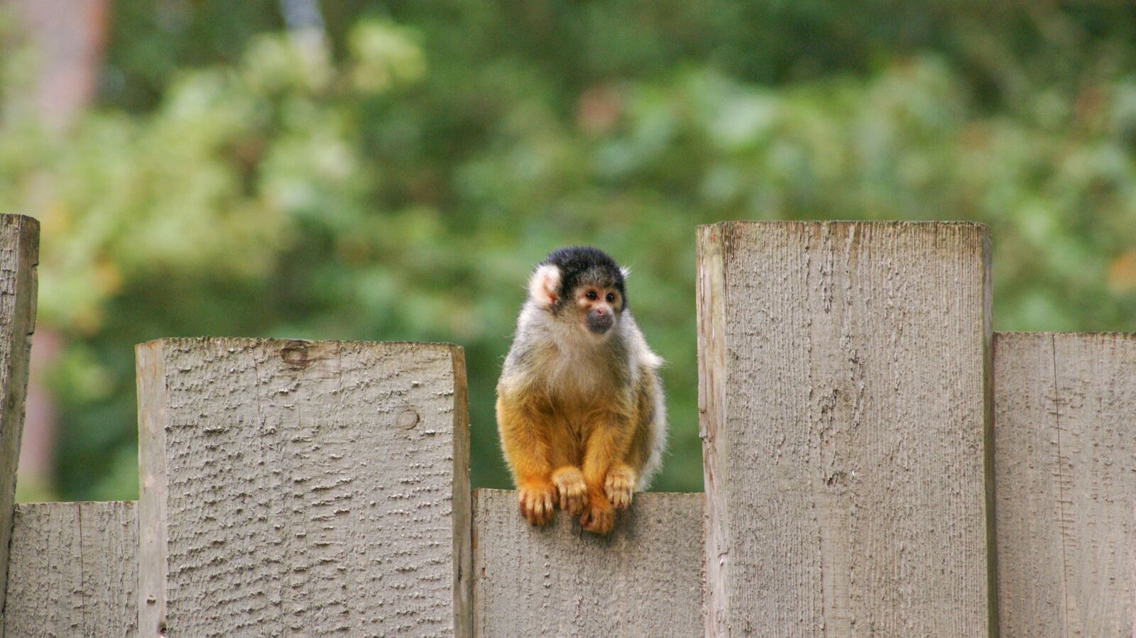 Sony Alpha DSLR-A230 sample photo. Monkey, squirrel monkey, animal photography