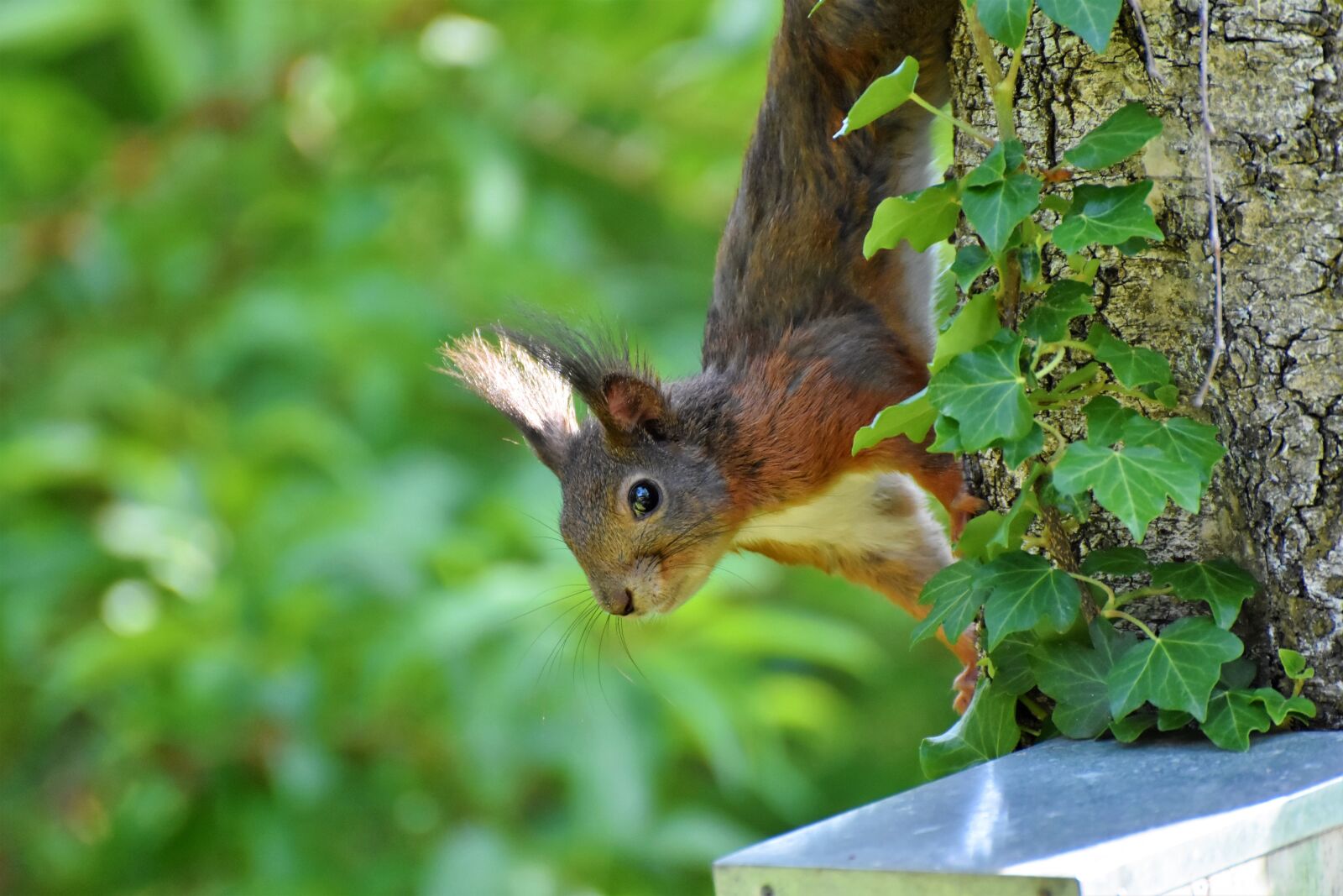 Nikon D7200 sample photo. Squirrel, rodent, verifiable kitten photography