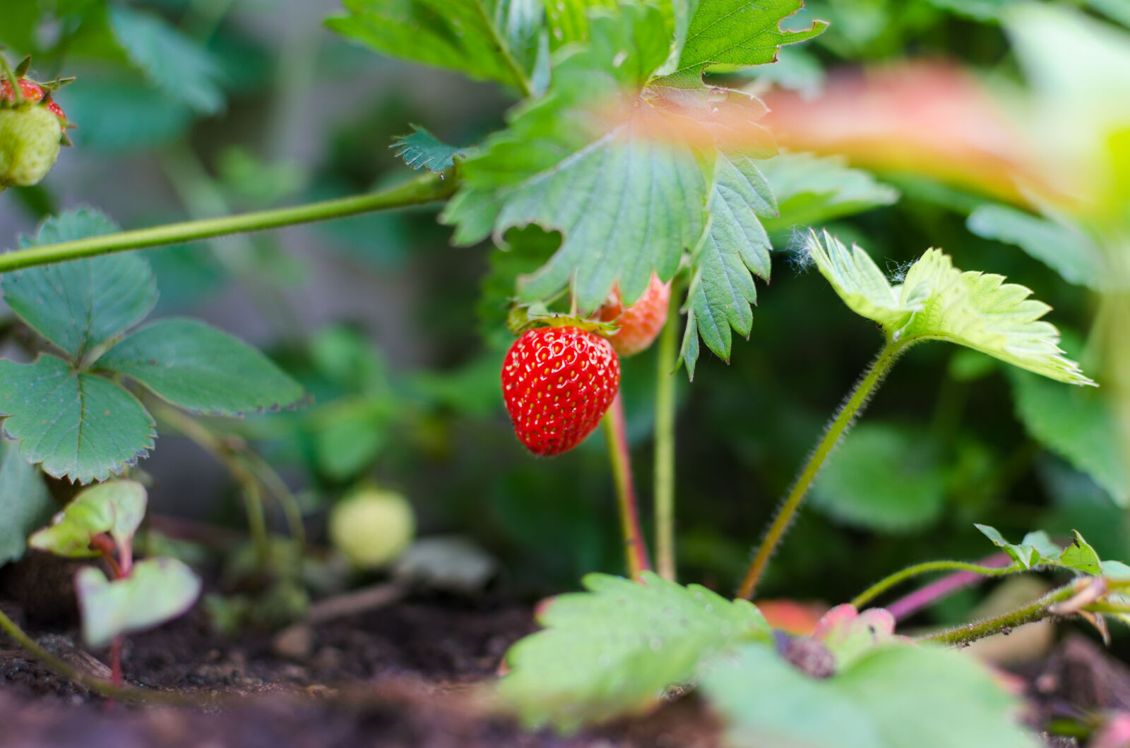 Nikon D5100 + Nikon AF-S DX Nikkor 35mm F1.8G sample photo. Agriculture, berry, close, up photography