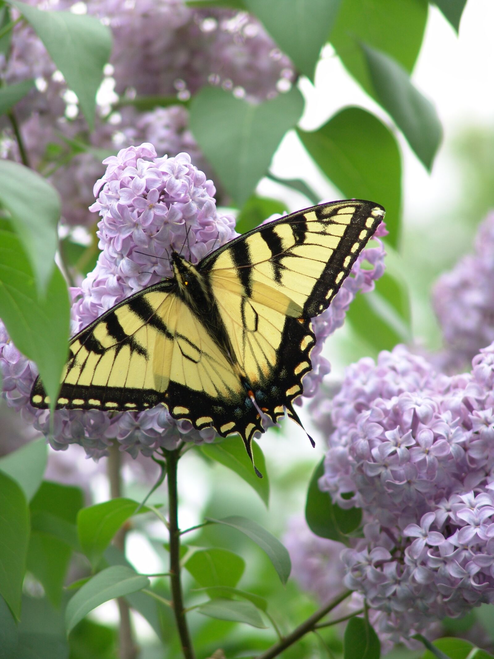 Sony DSC-F828 sample photo. Butterfly, lilac, nature photography