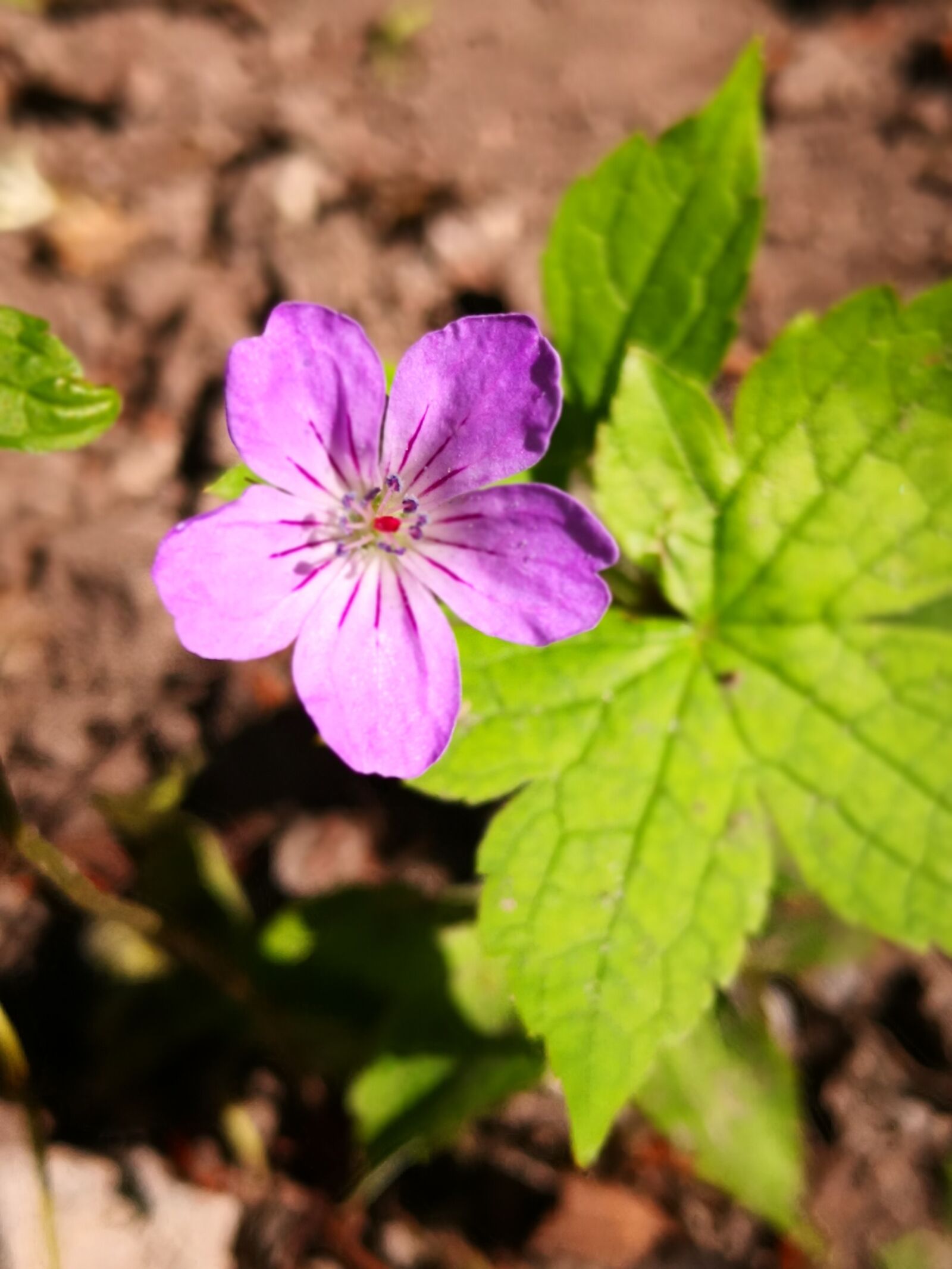 HUAWEI Mate 10 Pro sample photo. Purple flower, modest, pure photography