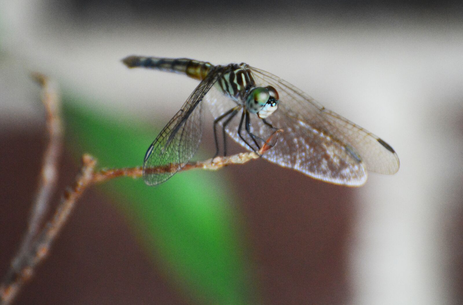 Nikon D7100 sample photo. Connect competition, dragonfly, branch photography