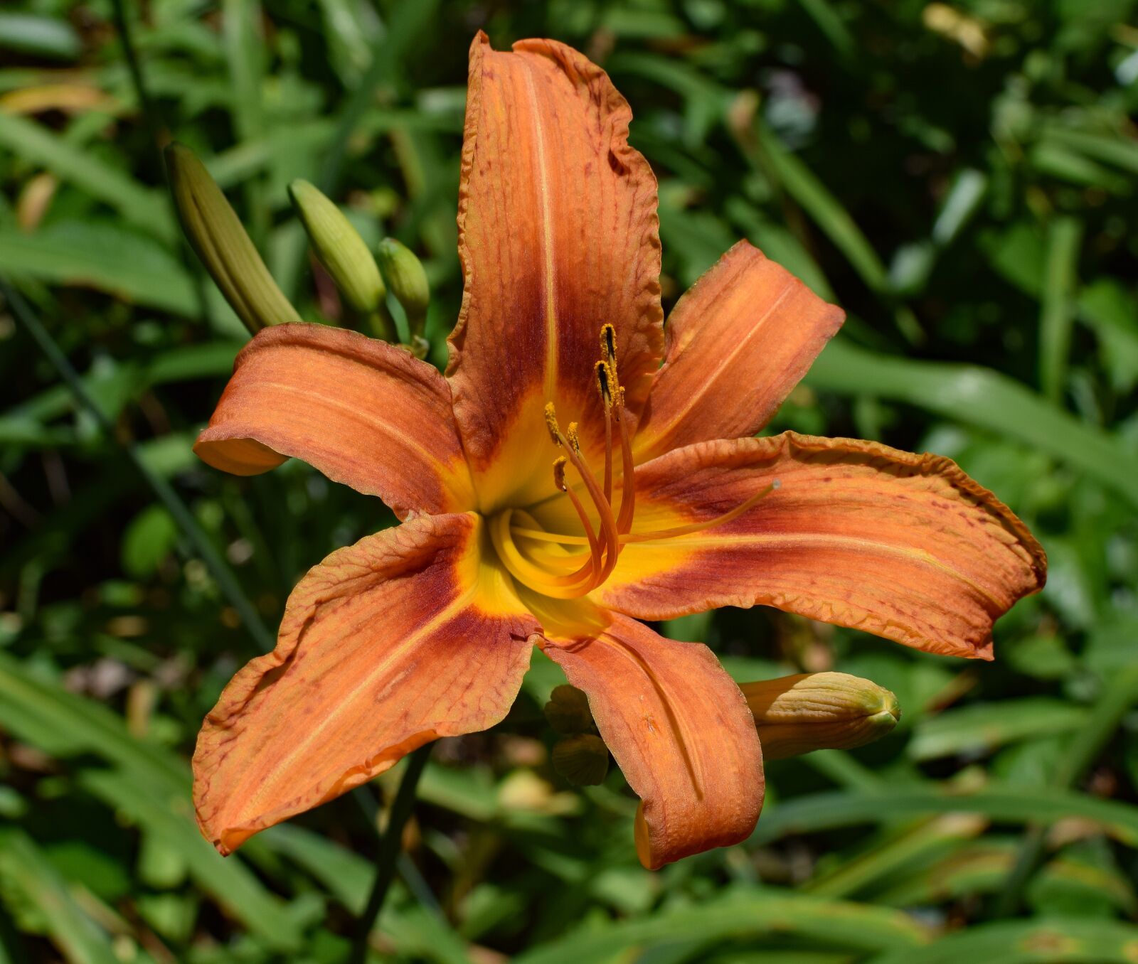 Nikon D3300 sample photo. Daylily close-up, lily, close-up photography