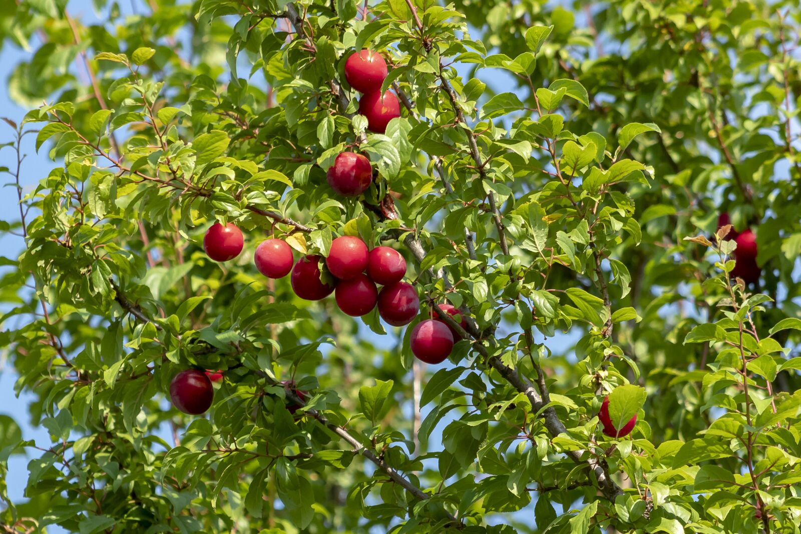 Canon EF75-300mm f/4-5.6 sample photo. Plum, fruit, plum tree photography