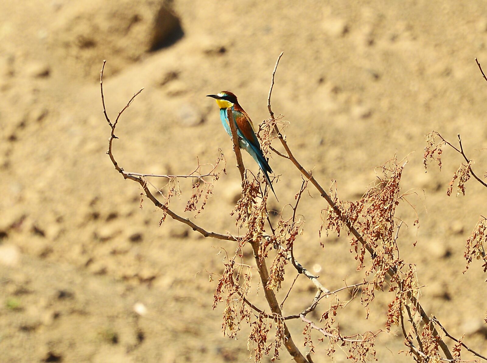 Nikon D3200 sample photo. European bee eater, bird photography