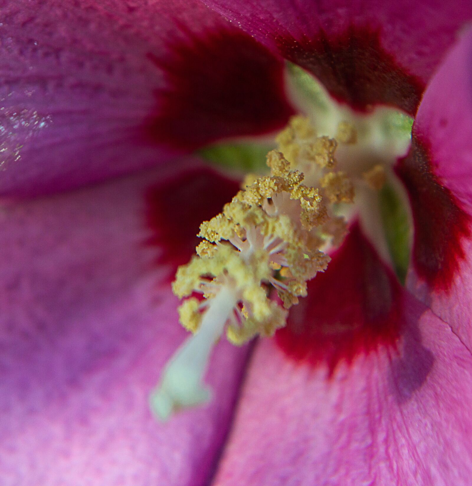 Nikon D3200 sample photo. Hibiscus, flower, hawaii photography