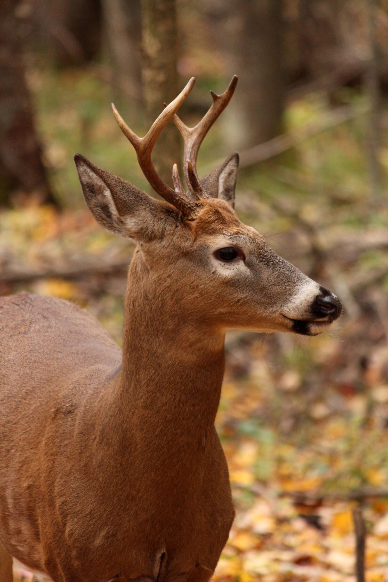 Canon EOS 650D (EOS Rebel T4i / EOS Kiss X6i) + Canon EF-S 55-250mm F4-5.6 IS II sample photo. Whitetail, deer, wildlife photography